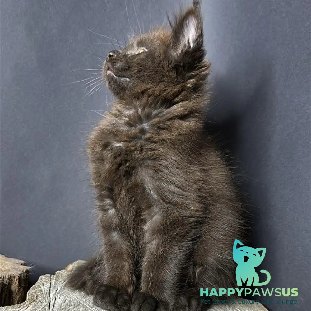Patron Maine Coon male black - live animals
