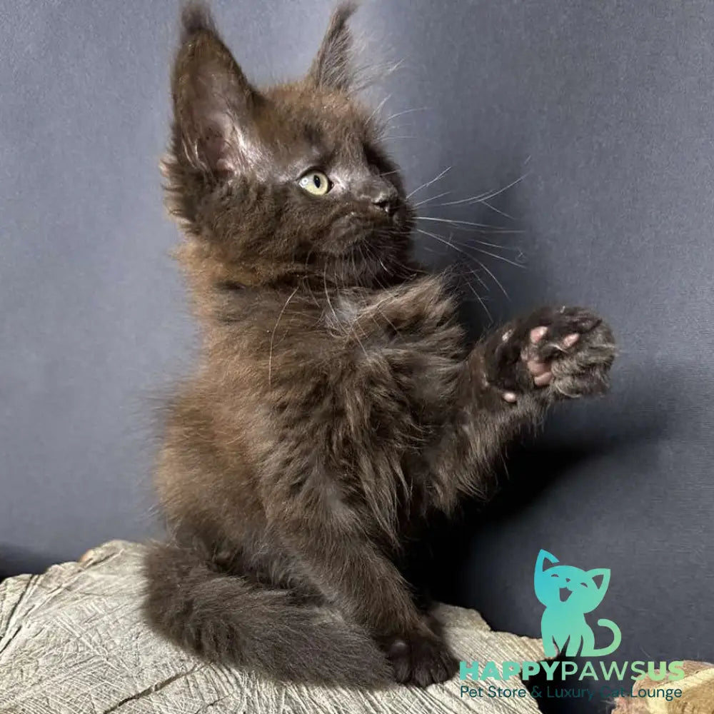 Patron Maine Coon male black - live animals