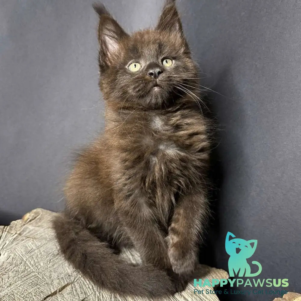 Patron Maine Coon male black - live animals