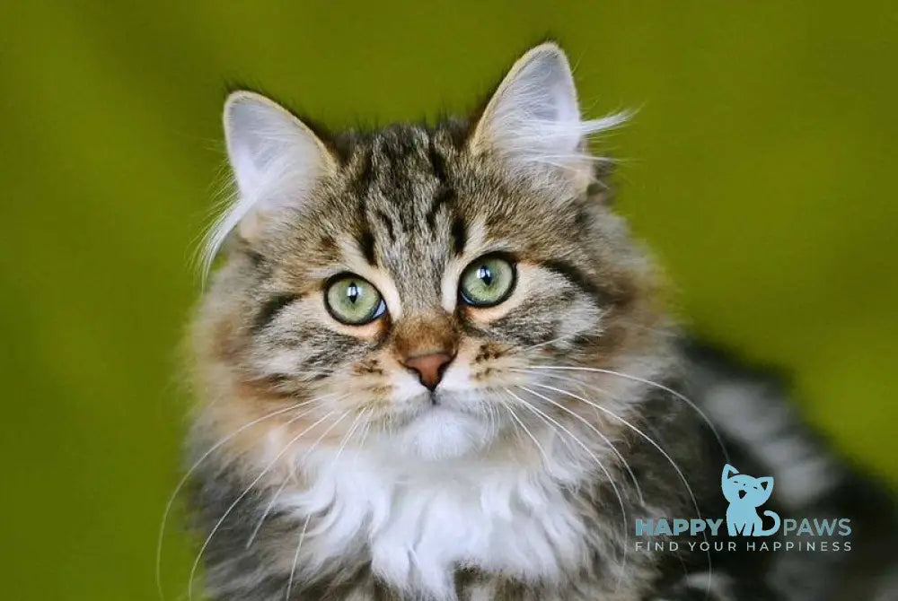 Patti Siberian male black tabby with white live animals