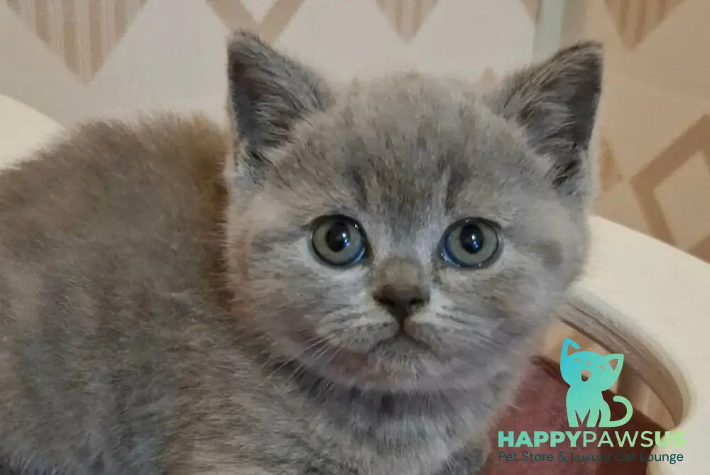 Paul British Shorthair male blue live animals