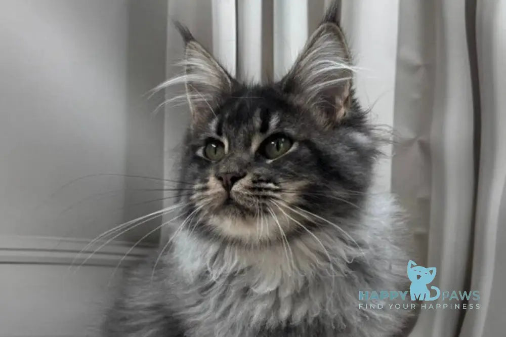 Paul Maine Coon male blue silver ticked tabby live animals