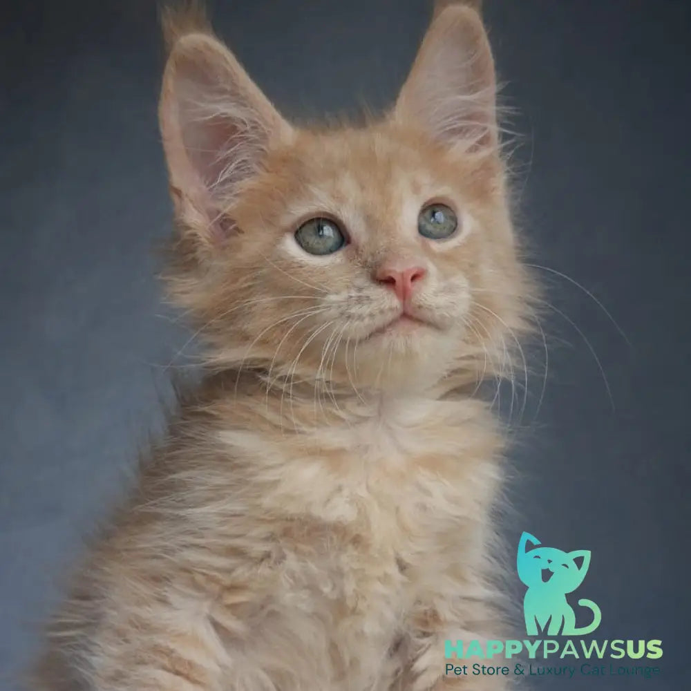 Paul Maine Coon male cream - live animals