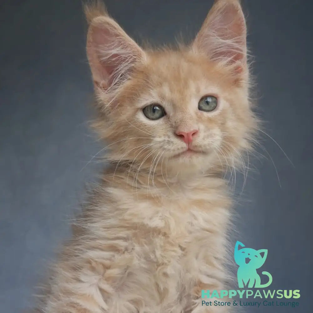 Paul Maine Coon male cream - live animals