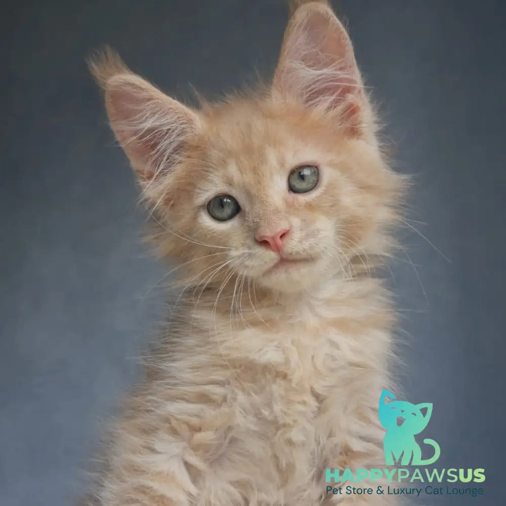 Paul Maine Coon male cream - live animals