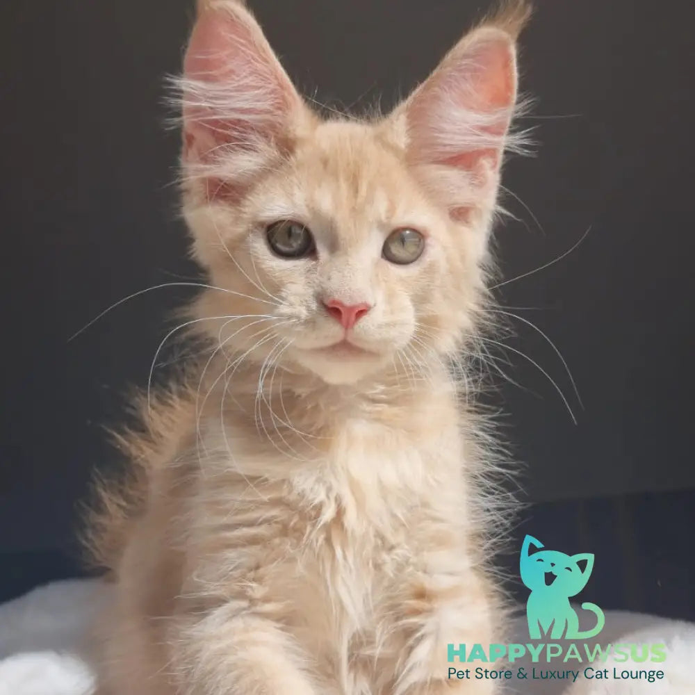 Paul Maine Coon male cream - live animals