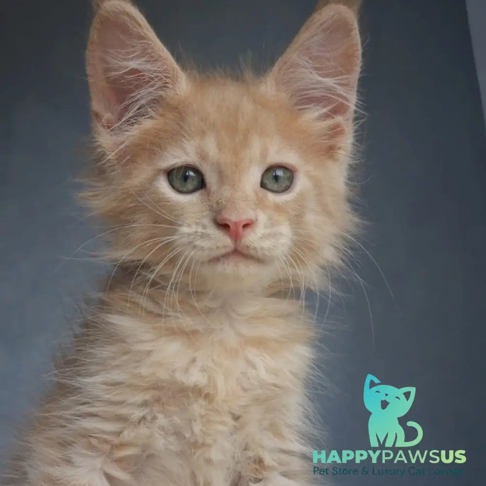 Paul Maine Coon male cream - live animals
