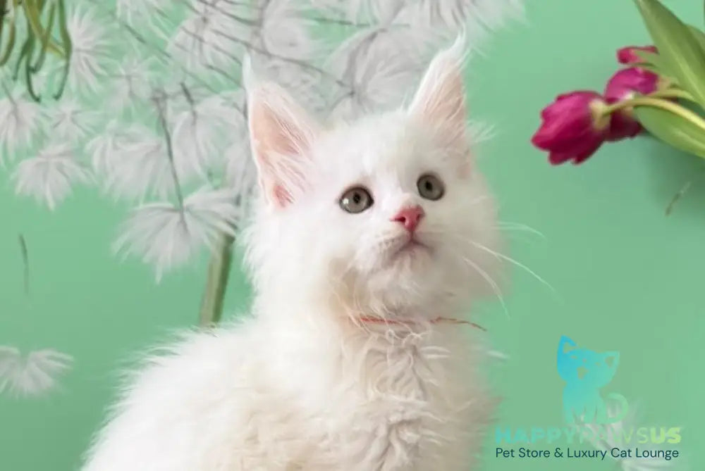 Paul Maine Coon male white live animals