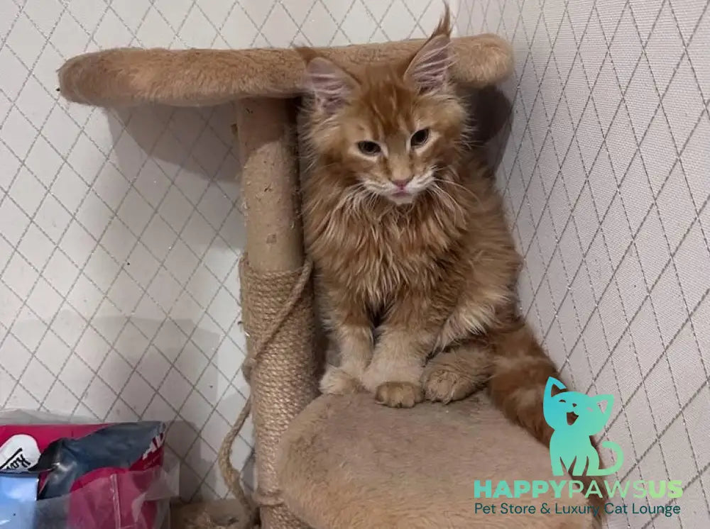 Paul Maine Coon polydactyl male red ticked live animals