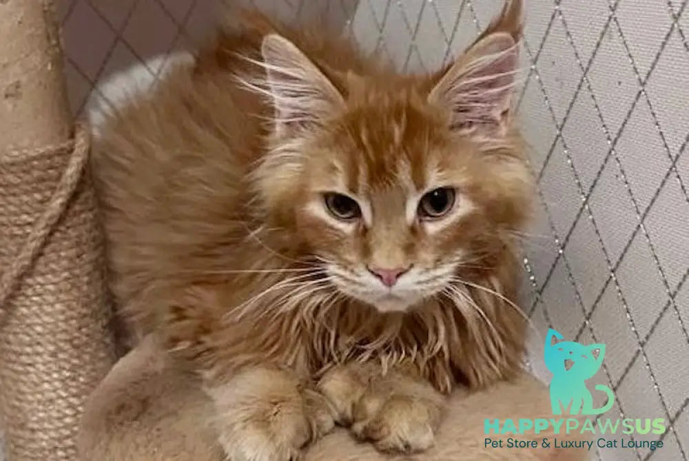 Paul Maine Coon polydactyl male red ticked live animals
