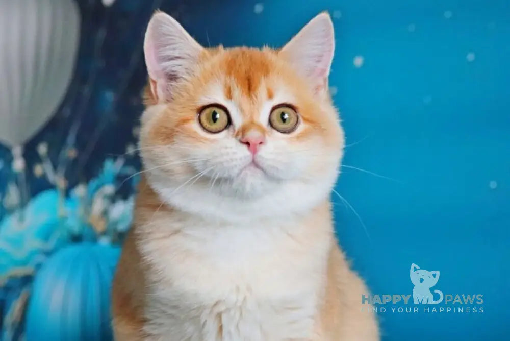 Paula British Shorthair female black golden shaded live animals