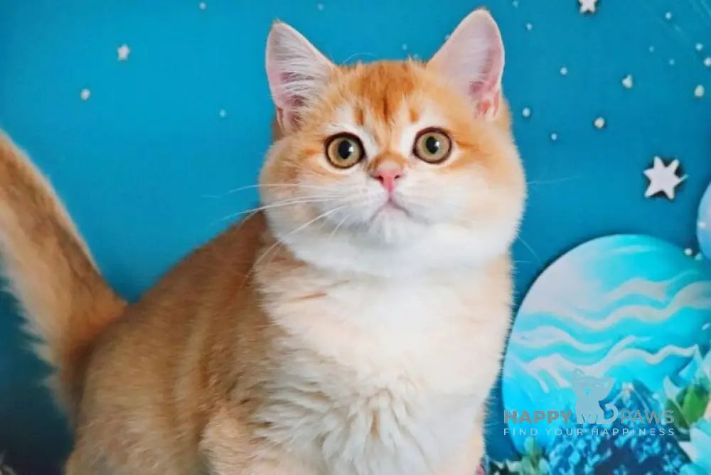 Paula British Shorthair female black golden shaded live animals