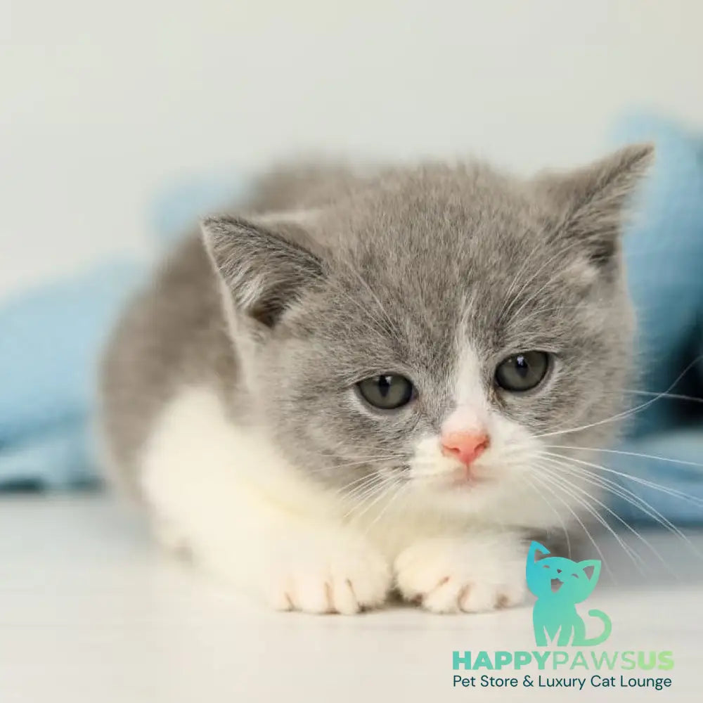 Paula British Shorthair female blue bicolour - live animals