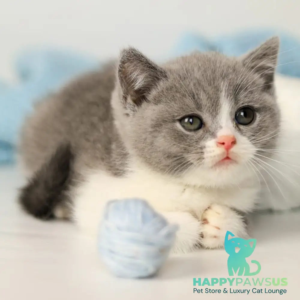 Paula British Shorthair female blue bicolour - live animals