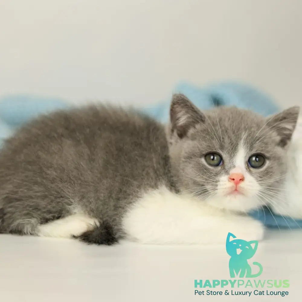 Paula British Shorthair female blue bicolour - live animals