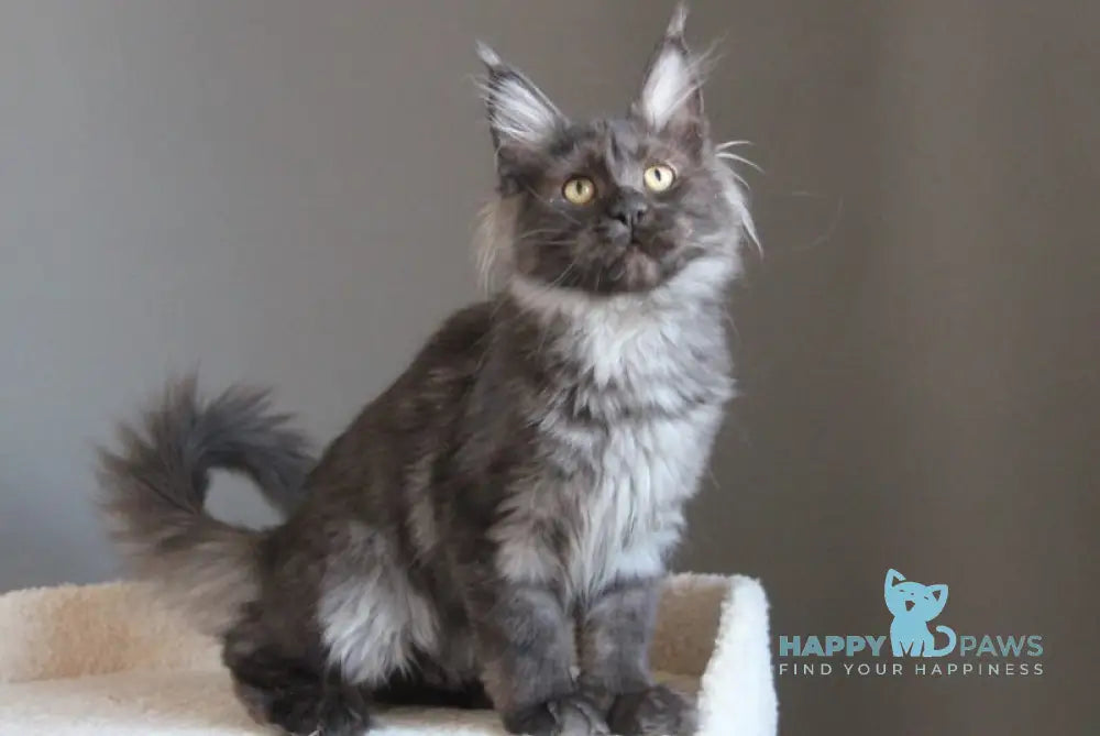 Paula Maine Coon female black smoke live animals