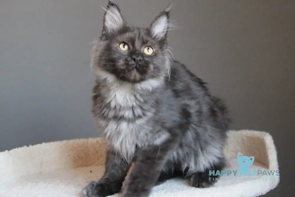 Paula Maine Coon female black smoke live animals