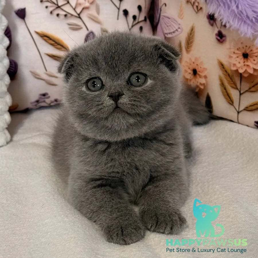 Polinochka Scottish Fold female blue - live animals