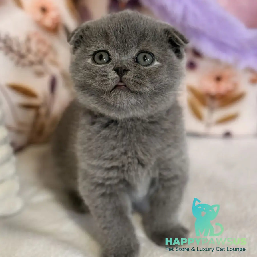 Polinochka Scottish Fold female blue - live animals