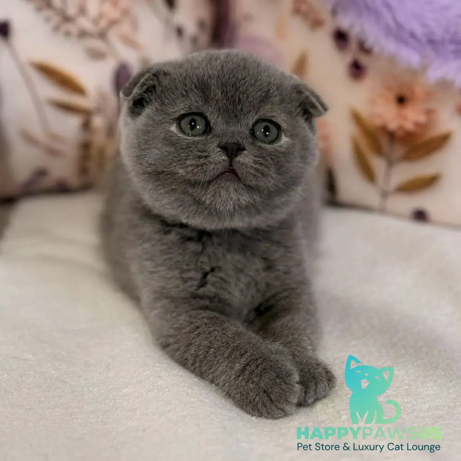Polinochka Scottish Fold female blue - live animals