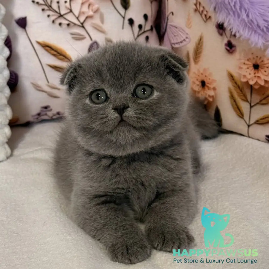 Polinochka Scottish Fold female blue - live animals