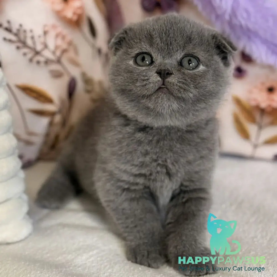 Polinochka Scottish Fold female blue - live animals