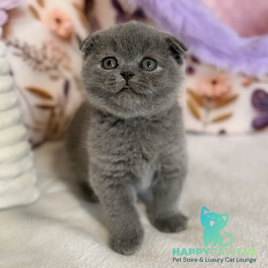 Polinochka Scottish Fold female blue - live animals