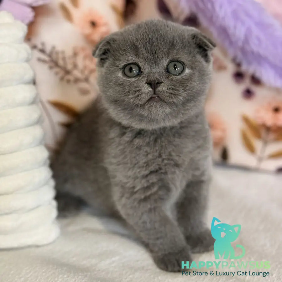 Polinochka Scottish Fold female blue - live animals