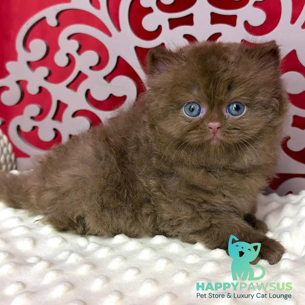Paulina British Longhair female cinnamon - live animals