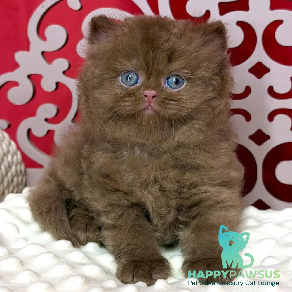 Paulina British Longhair female cinnamon - live animals