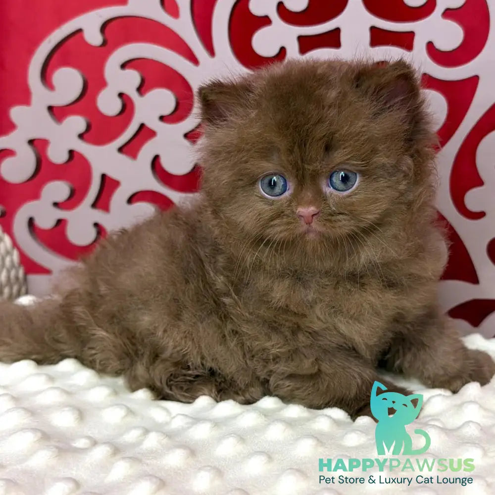 Paulina British Longhair female cinnamon - live animals