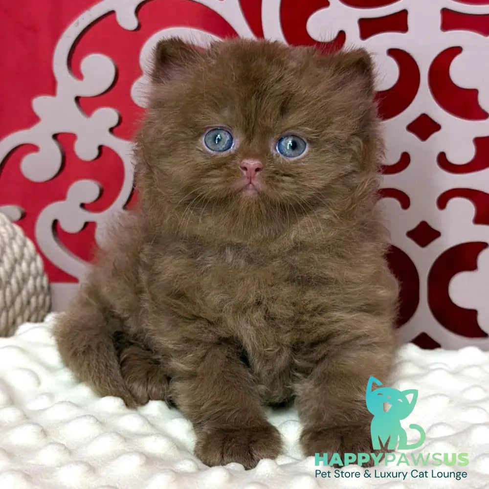 Paulina British Longhair female cinnamon - live animals