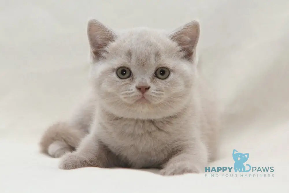 Paulina British Shorthair female fawn live animals