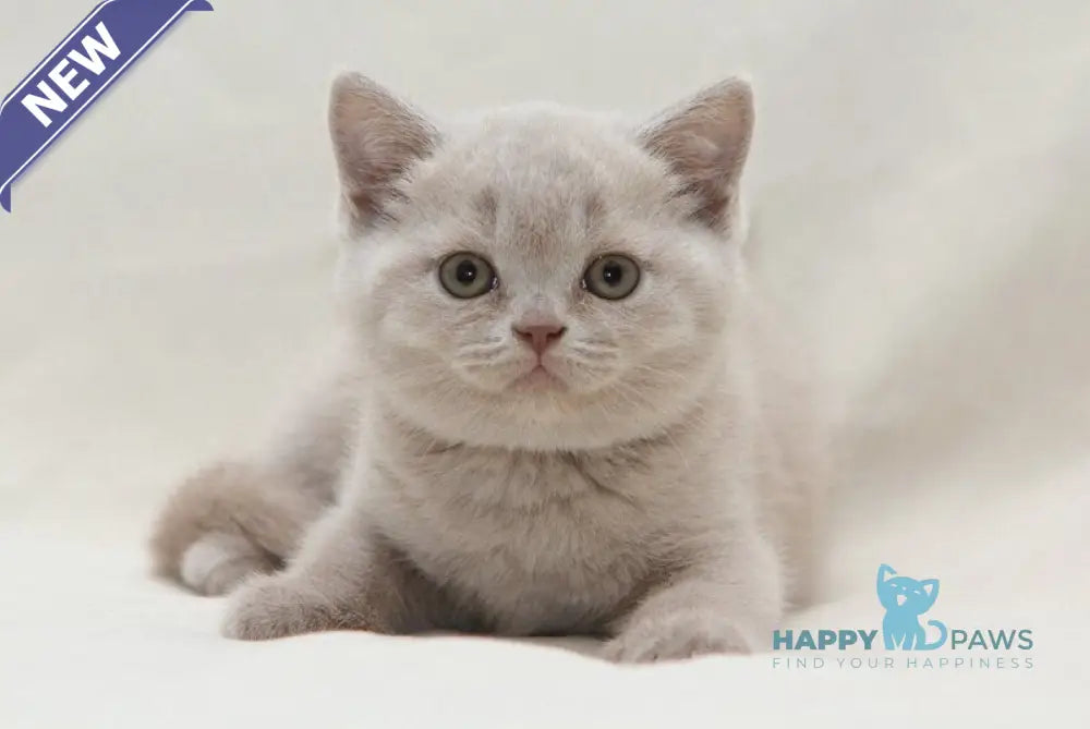 Paulina British Shorthair female fawn live animals