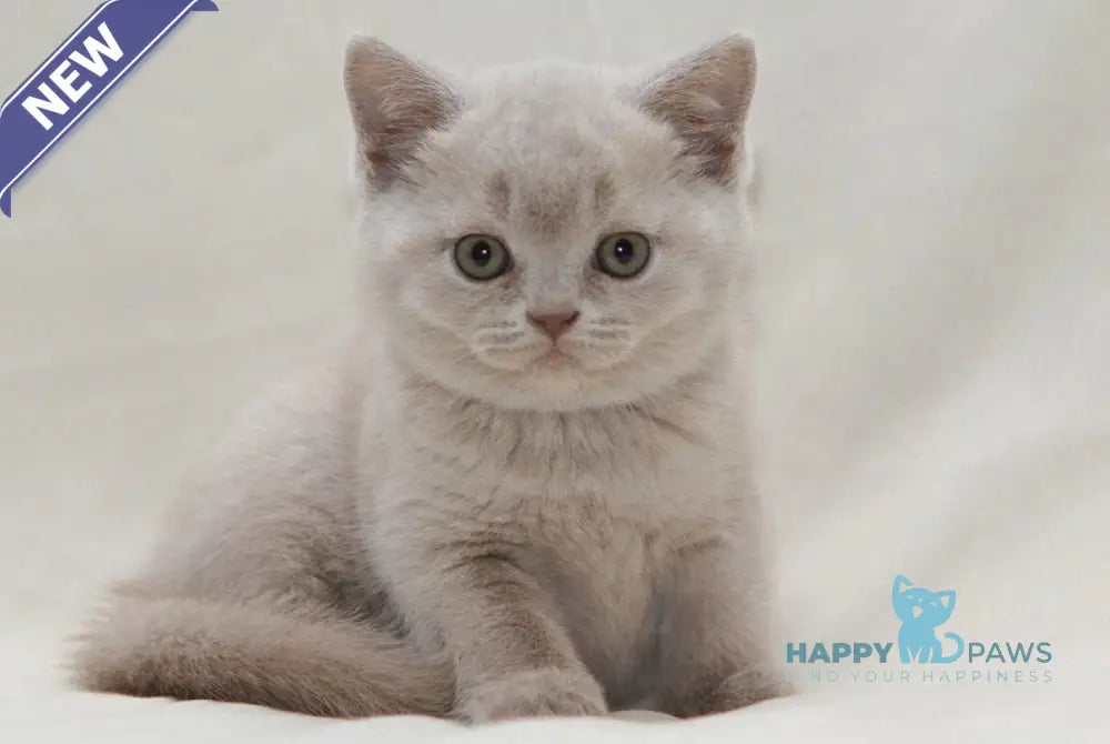 Paulina British Shorthair female fawn live animals