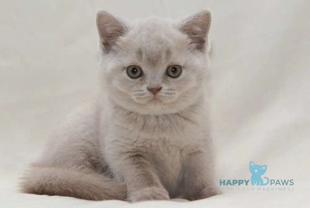 Paulina British Shorthair female fawn live animals