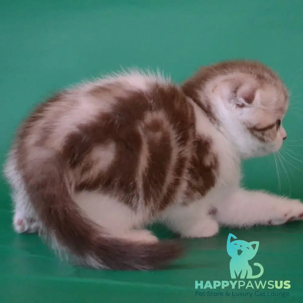 Paulina Scottish Fold female chocolate silver tabby bicolour - live animals