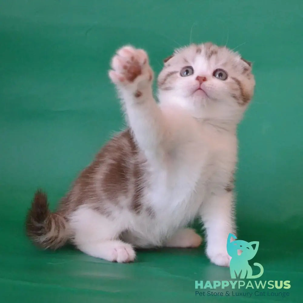 Paulina Scottish Fold female chocolate silver tabby bicolour - live animals