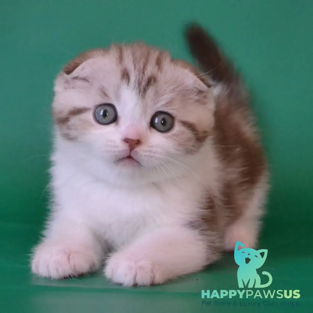 Paulina Scottish Fold female chocolate silver tabby bicolour - live animals