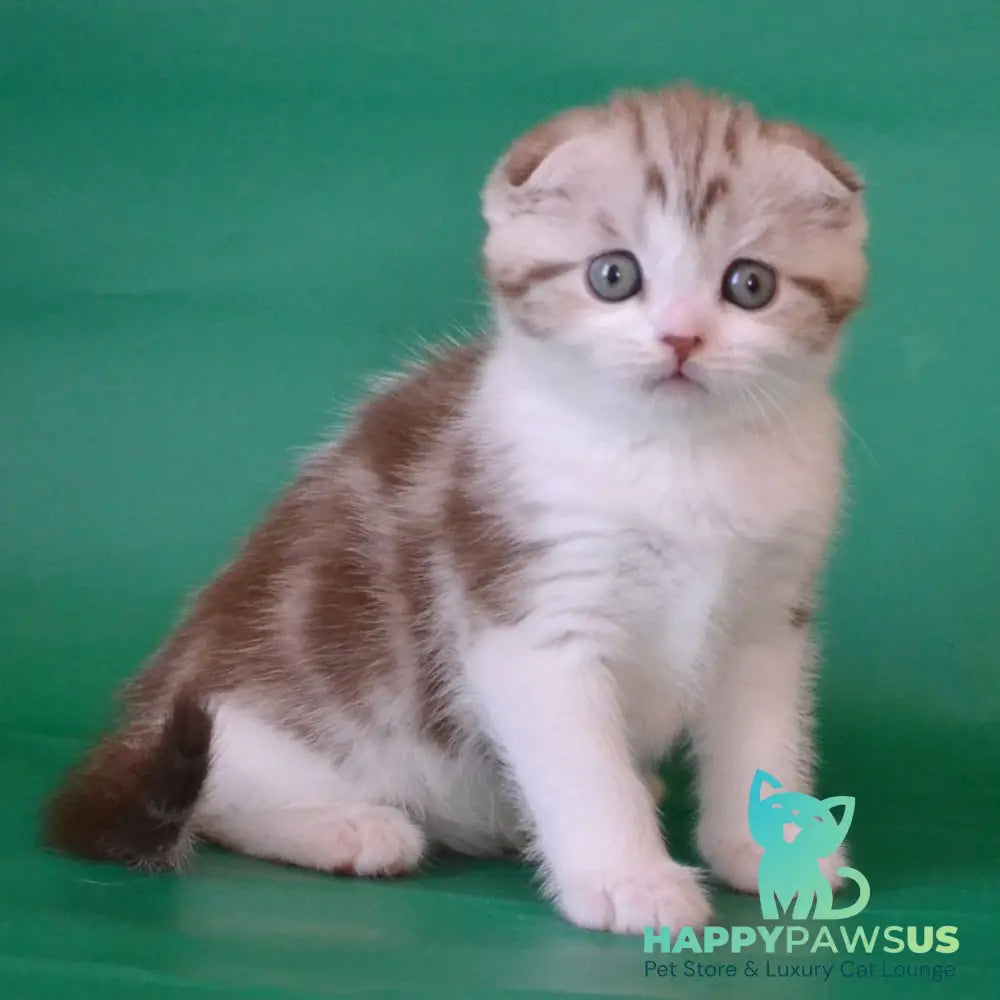 Paulina Scottish Fold female chocolate silver tabby bicolour - live animals