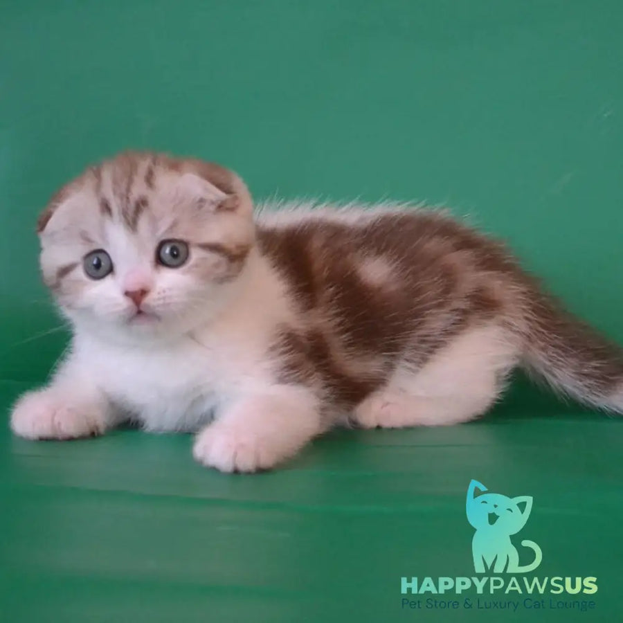 Paulina Scottish Fold female chocolate silver tabby bicolour - live animals