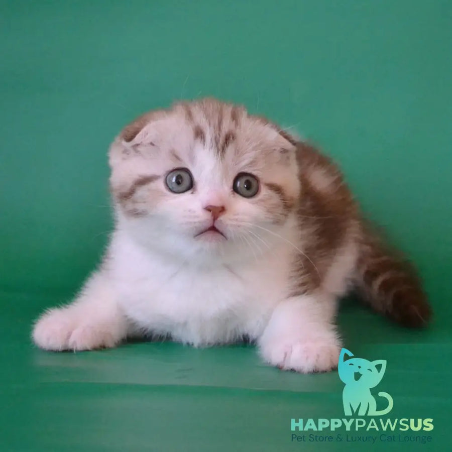 Paulina Scottish Fold female chocolate silver tabby bicolour - live animals