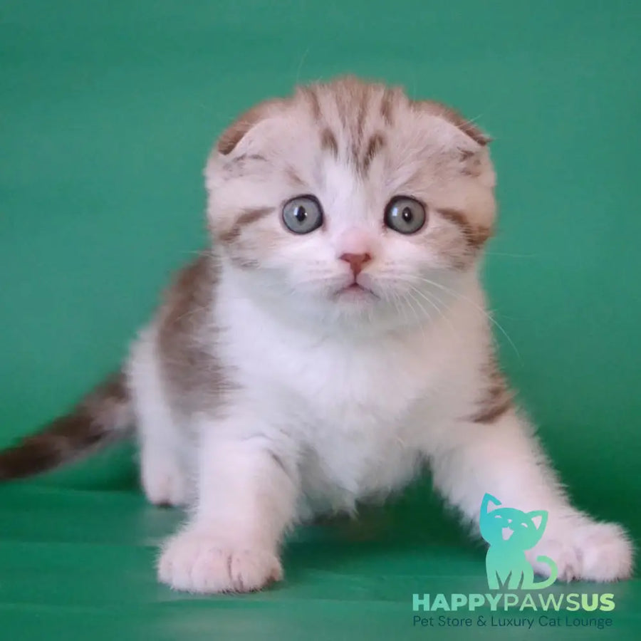 Paulina Scottish Fold female chocolate silver tabby bicolour - live animals