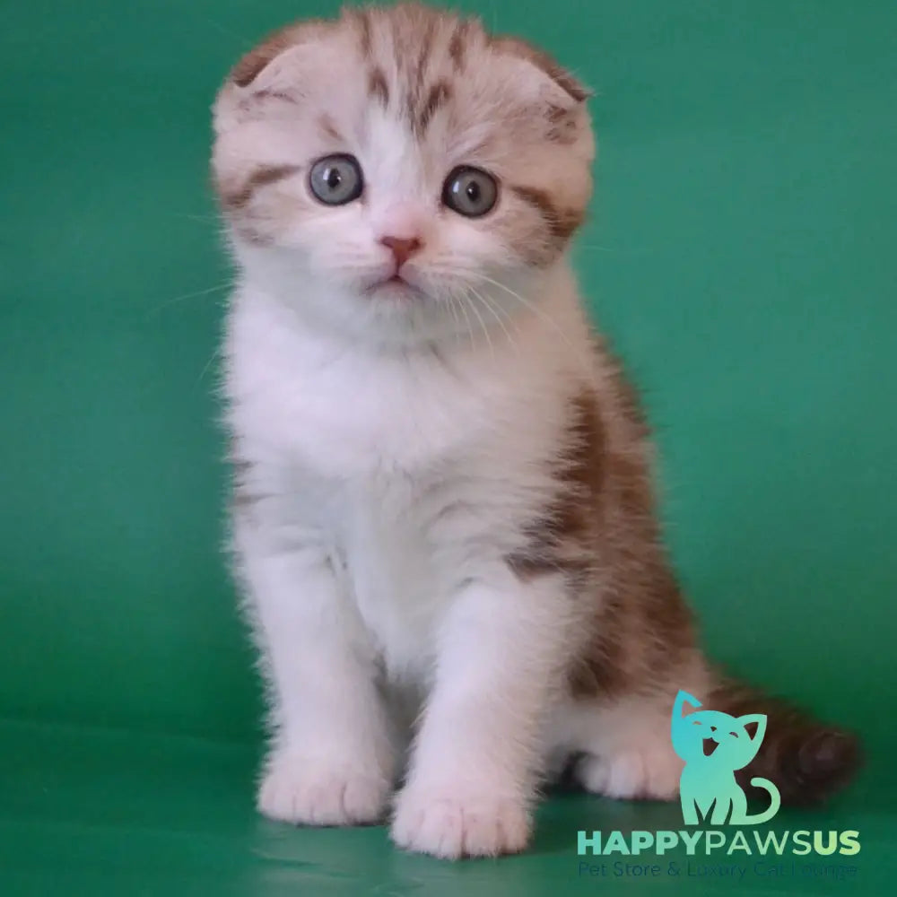 Paulina Scottish Fold female chocolate silver tabby bicolour - live animals