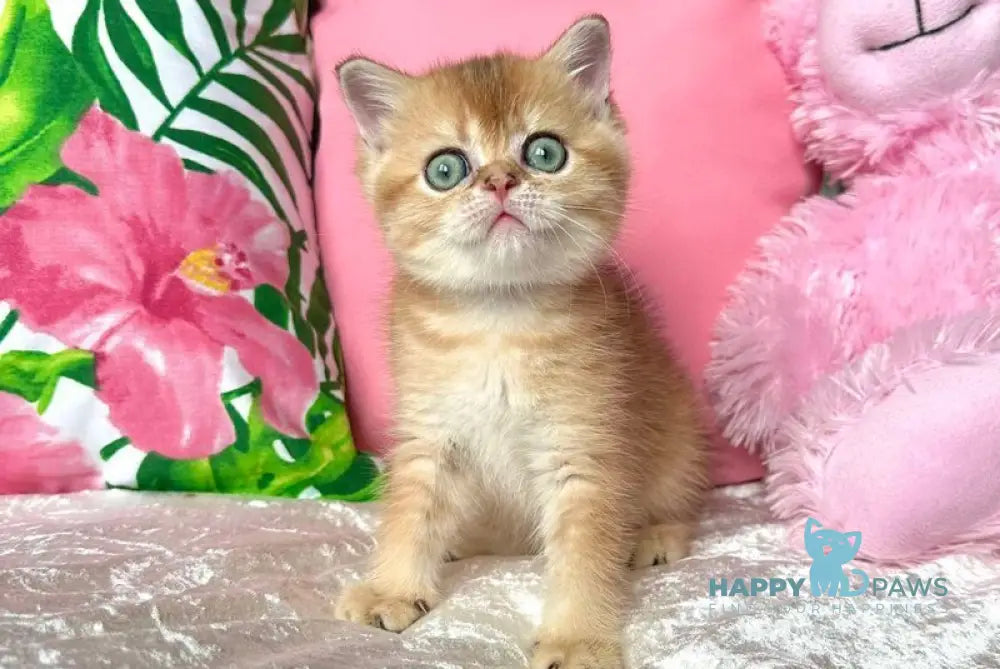 Paulina Scottish Straight female black golden shaded live animals