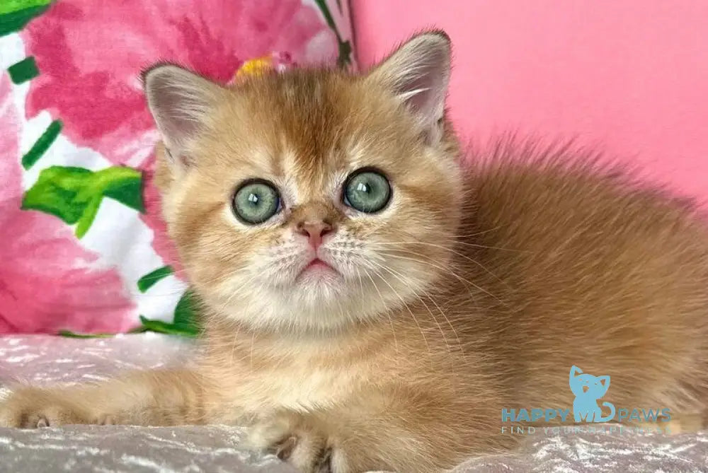 Paulina Scottish Straight female black golden shaded live animals