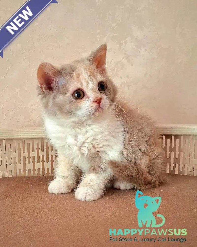 Paulina Selkirk Rex female fawn tortie bicolour - live animals