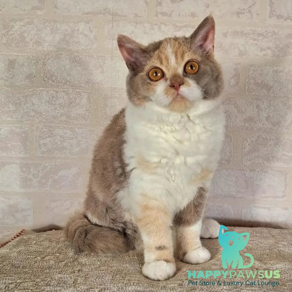 Paulina Selkirk Rex female fawn tortie bicolour - live animals
