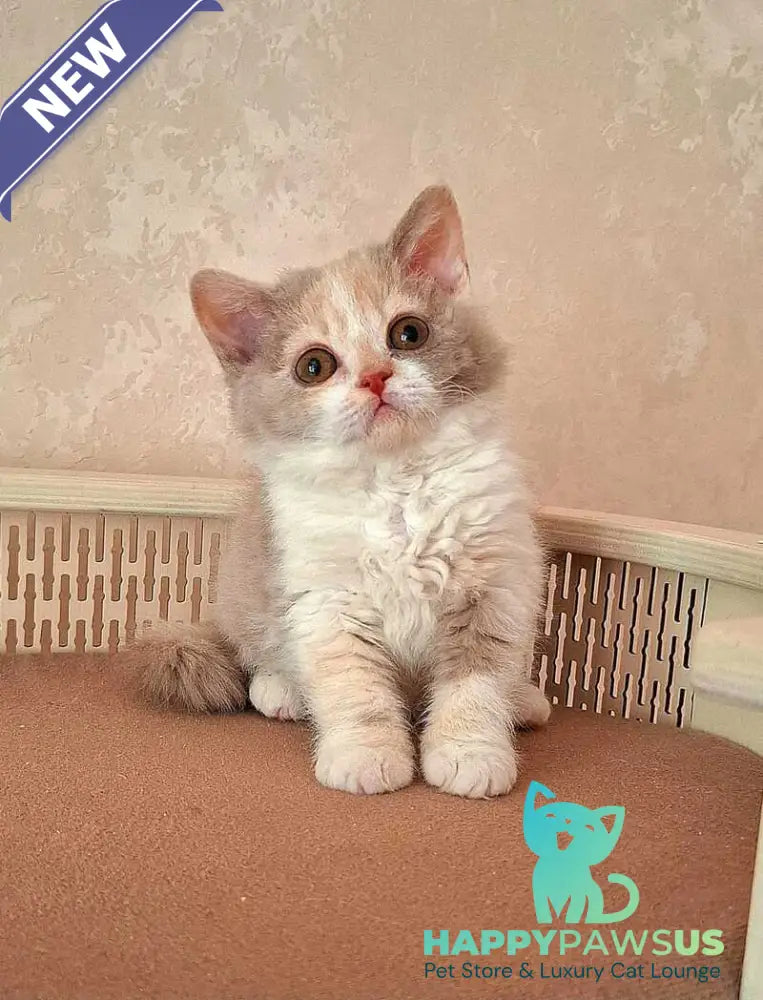 Paulina Selkirk Rex female fawn tortie bicolour - live animals