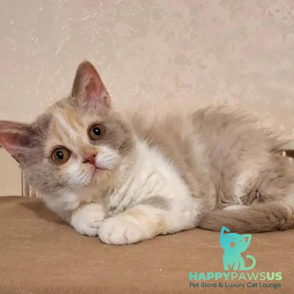 Paulina Selkirk Rex female fawn tortie bicolour - live animals
